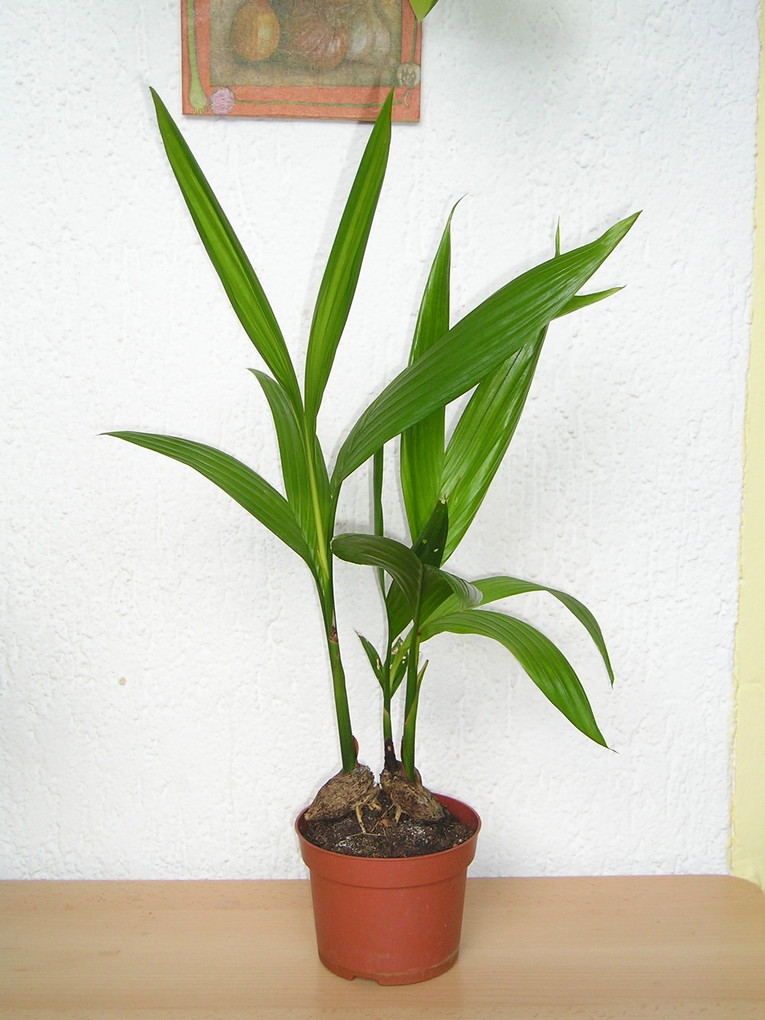 areca palm